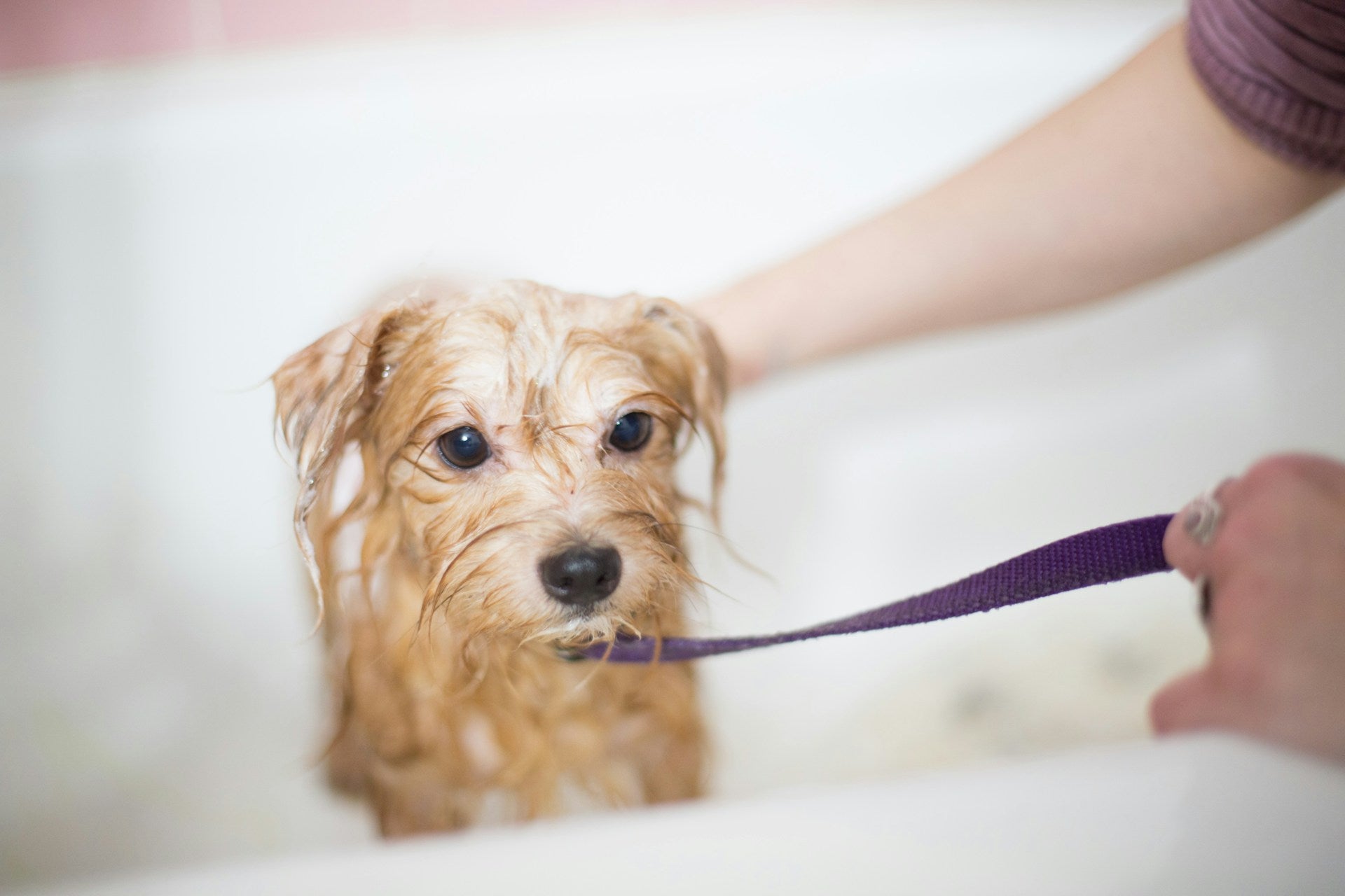 How to Bathe a Dog in a Shower: Tips for a Stress-Free Experience