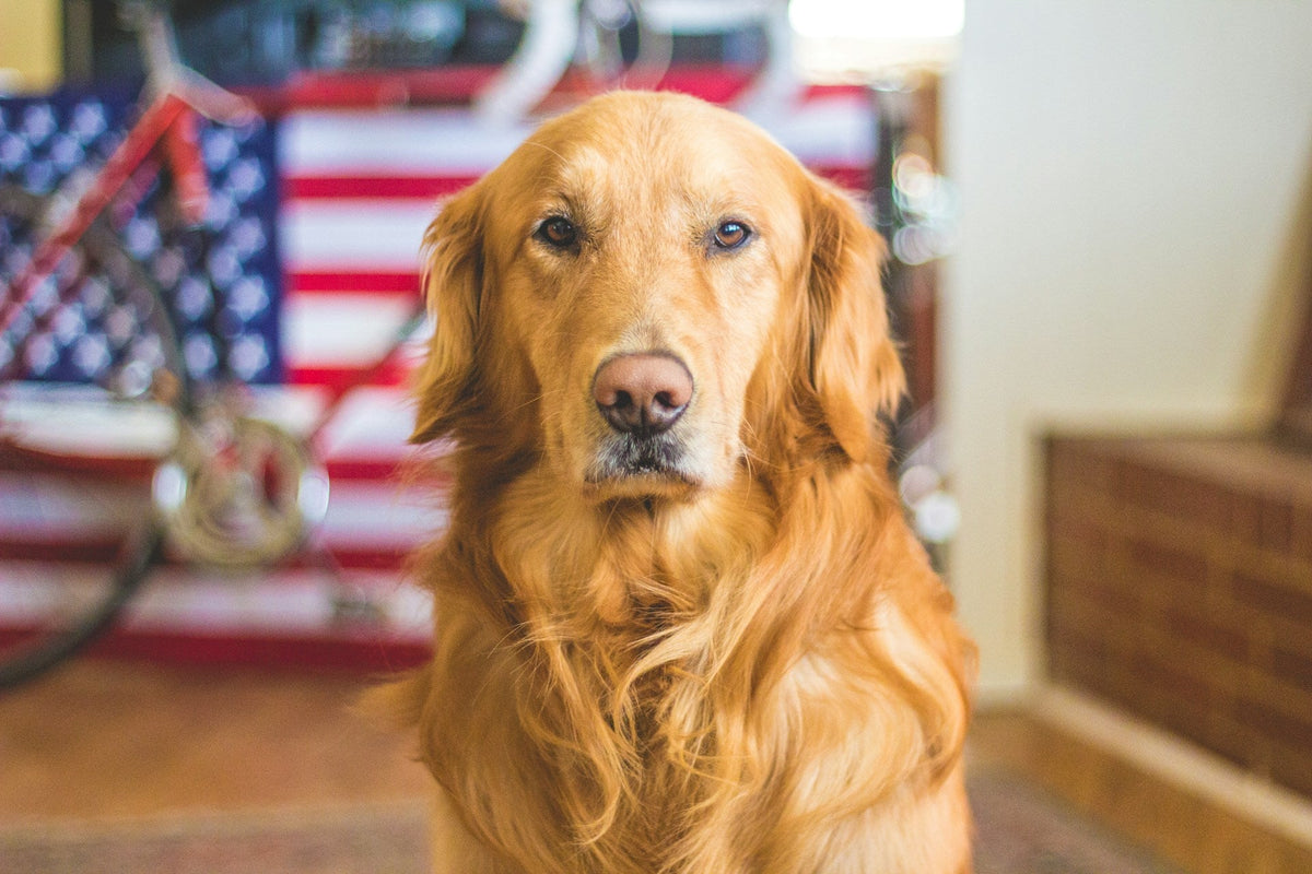 Best Practices for Canine Health Care: Essential Tips for Dog Owners