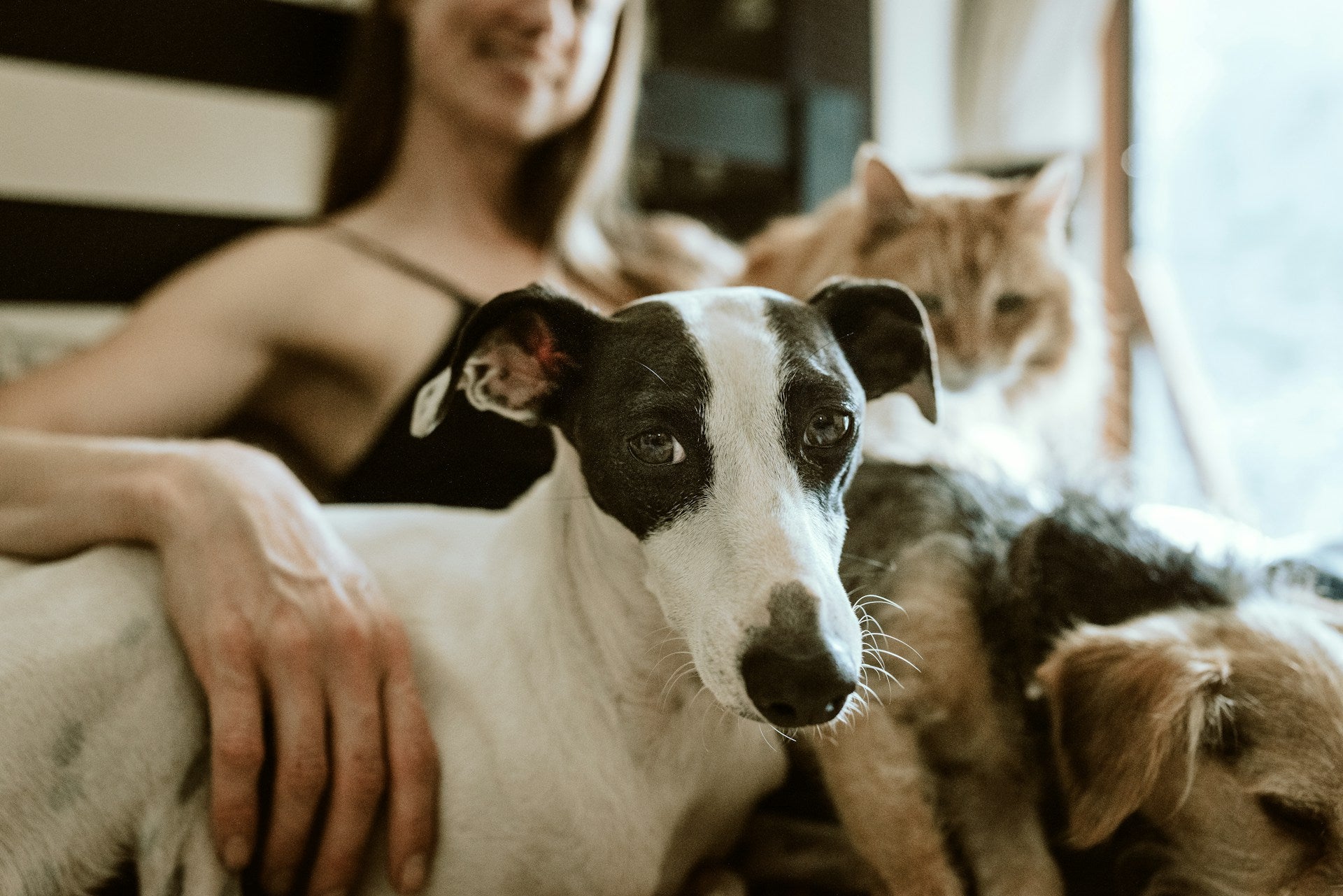 Essential Advice on Pet Care for Happy and Healthy Companions