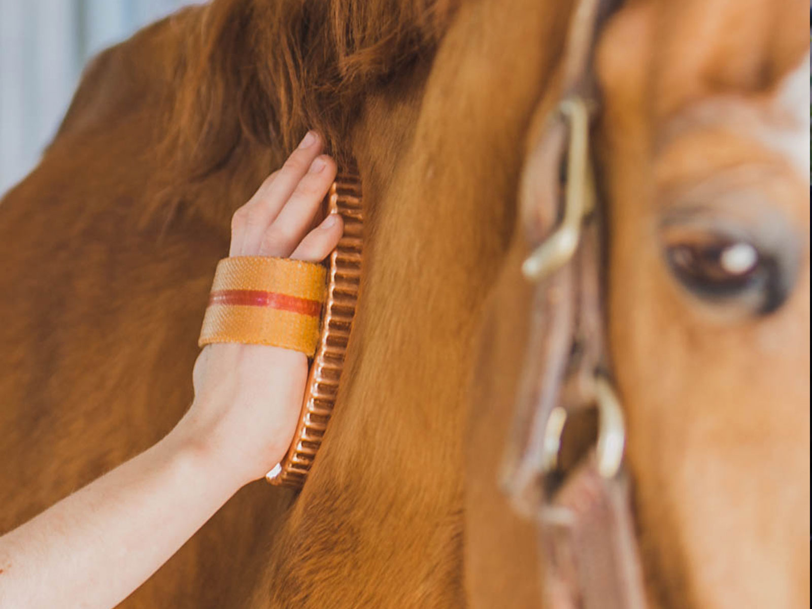 How Copper Protects Horses: The Science Behind Antimicrobial Grooming