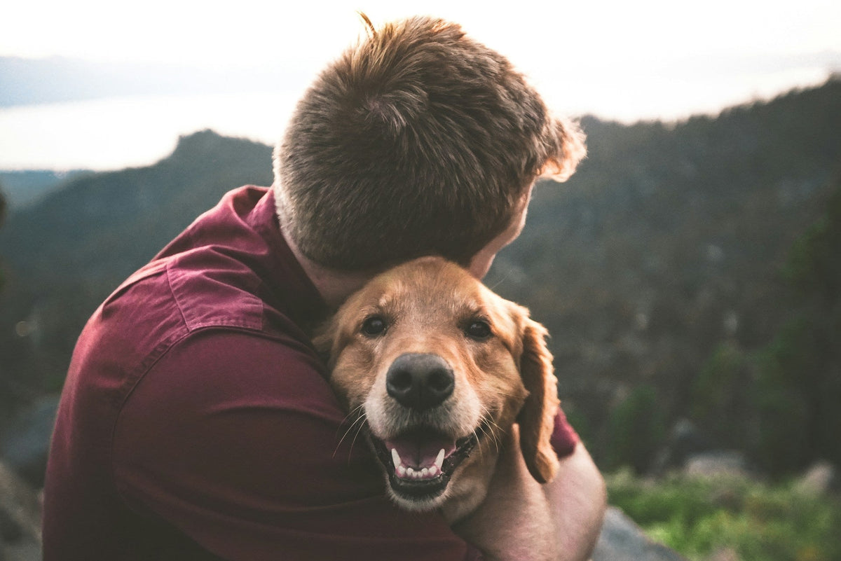 Essential Care for Dogs: A Comprehensive Guide for Pet Owners