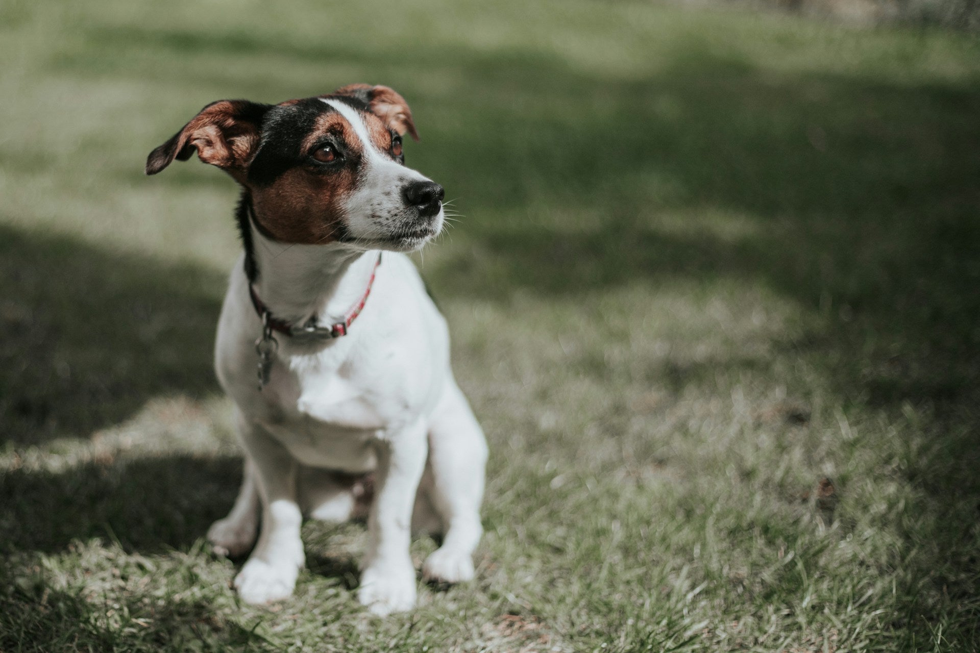 The Benefits of Choosing Professional Pet Care for Your Furry Friends