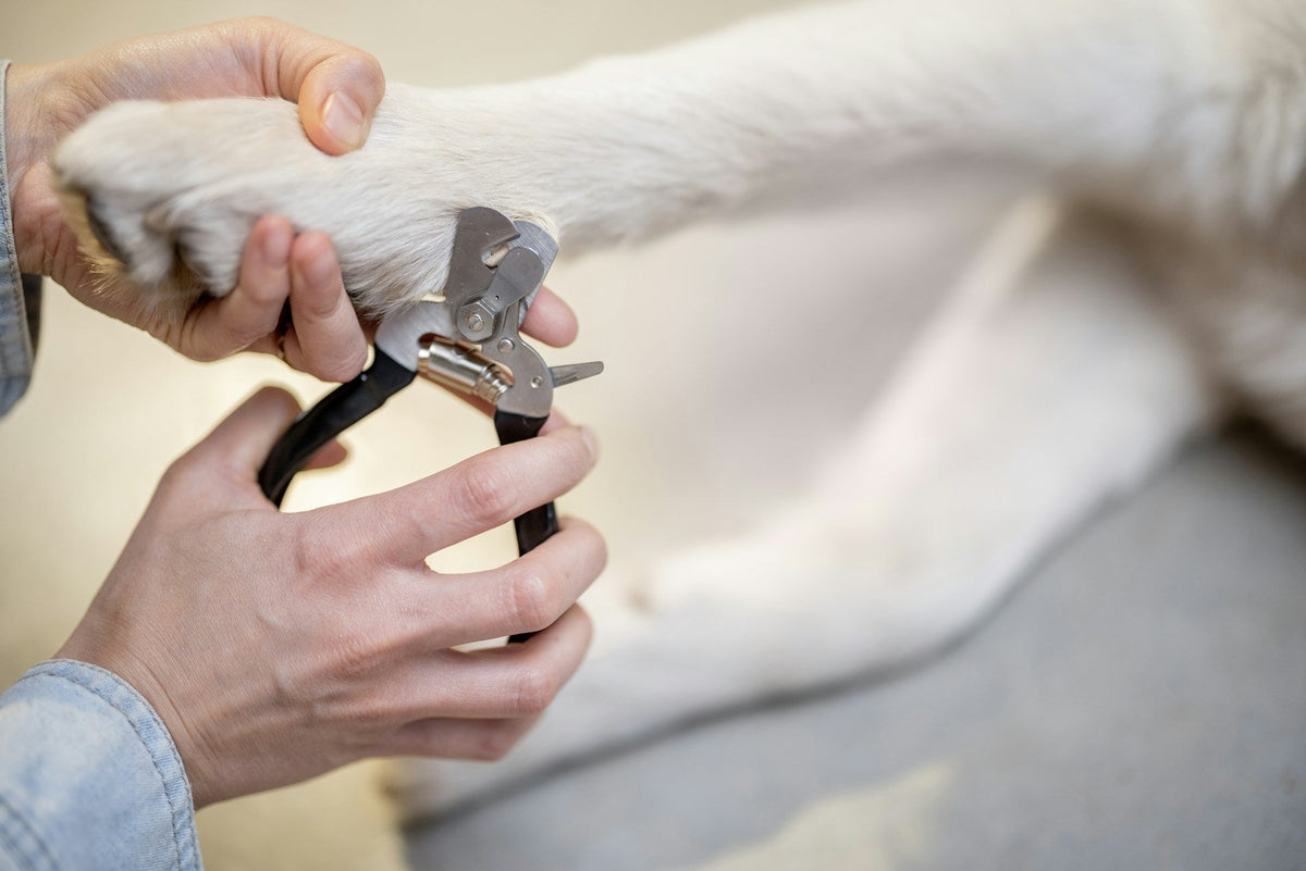 Essential Tips for Nail Trimming for Dogs: Make It Stress-Free