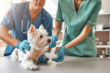 Essential Tips for Quality 'Pet and Care' Services You Can Trust