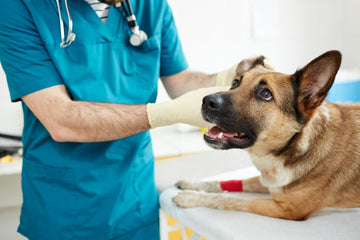 Top Dog Wound Care Products: Essential Solutions for Pet Injuries