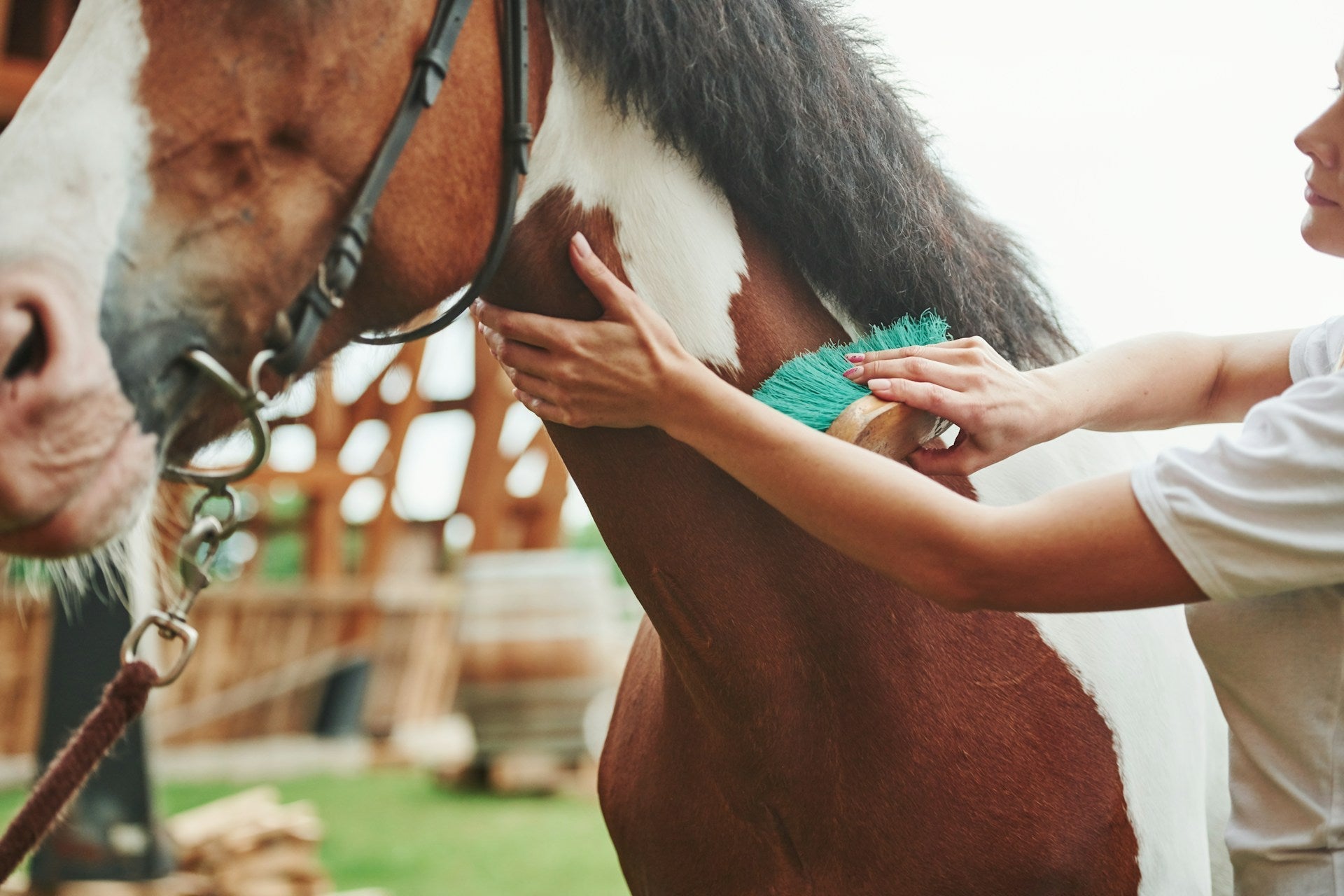 Essential Equine Grooming Kit: Everything You Need for a Clean, Healthy Horse
