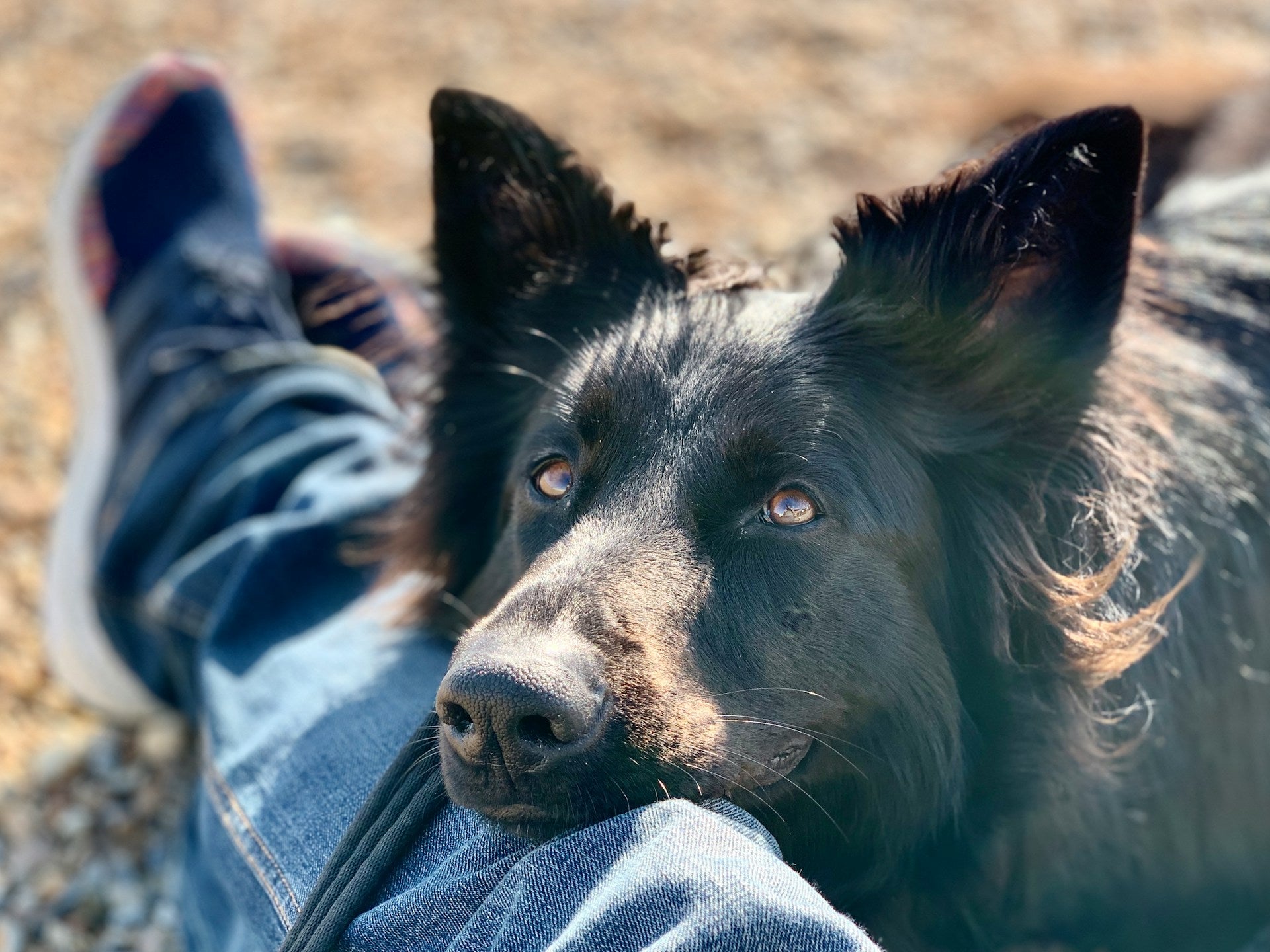 Essential Medical Advice for Pets: Keeping Your Furry Friends Healthy