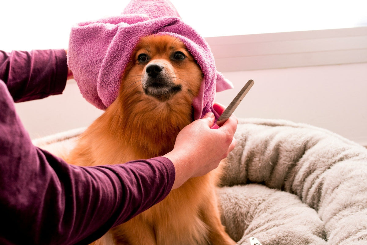 Grooming Tips for a Shiny Hair Coat: Featuring Kawell USA Products