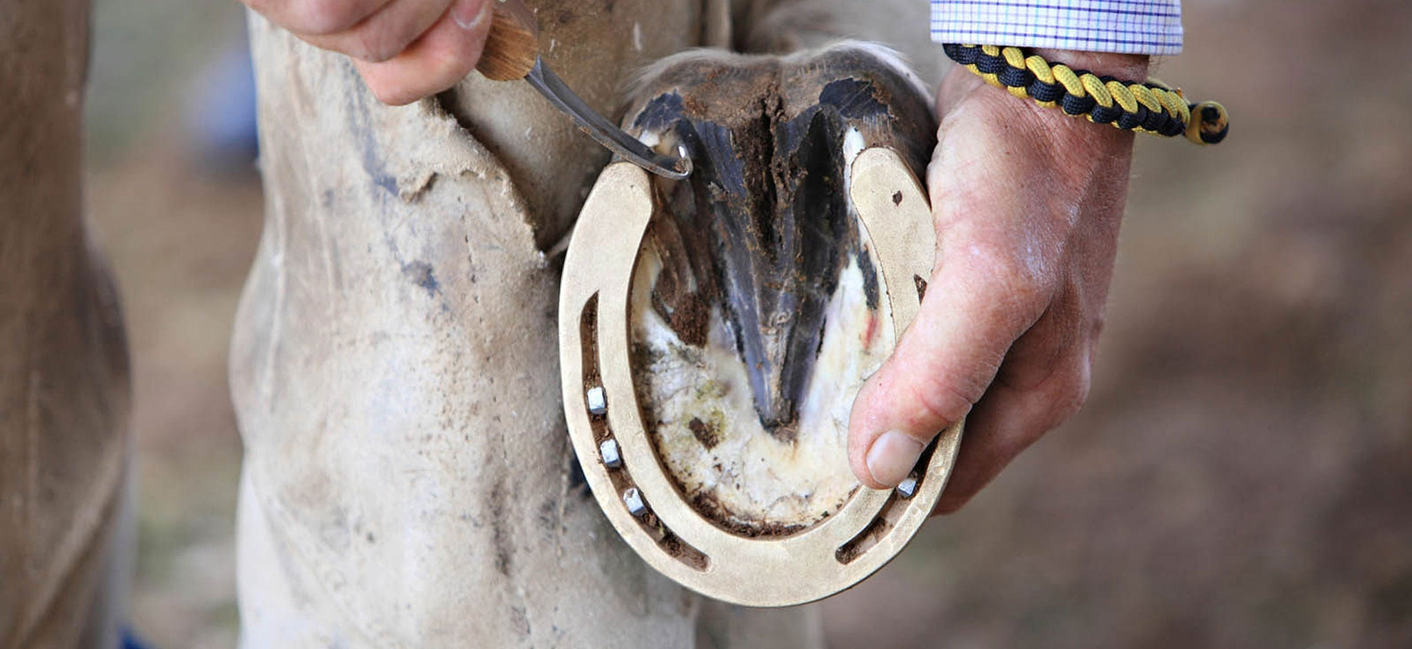 Horses with Copper Horseshoes: What Owners Should Know
