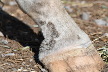 Rain Rot: 101 What it is and how to minimize your horse’s chance of getting it!