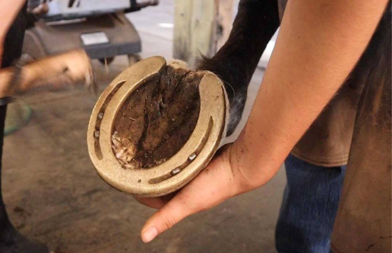 Seedy Toe in Horses: Causes, Treatment & Prevention with Copper Alloy Horseshoes