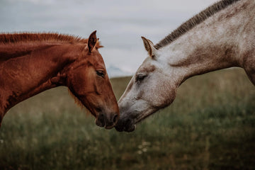 When To Change Your Horse’s Nutrition Program