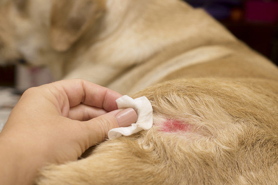 Hot Spots in Dogs: What You Need to Know
