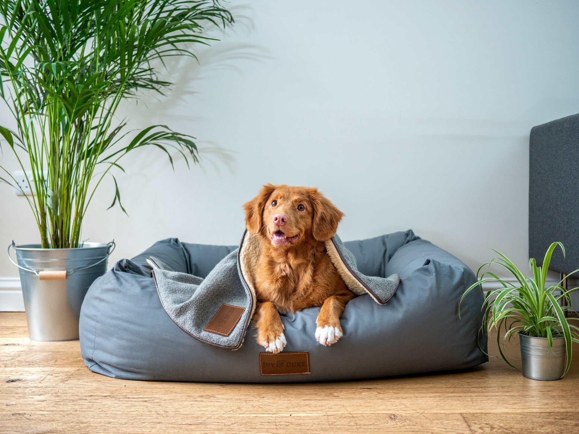 Essential Care for Dogs: Best Practices Every Pet Parent Should Know