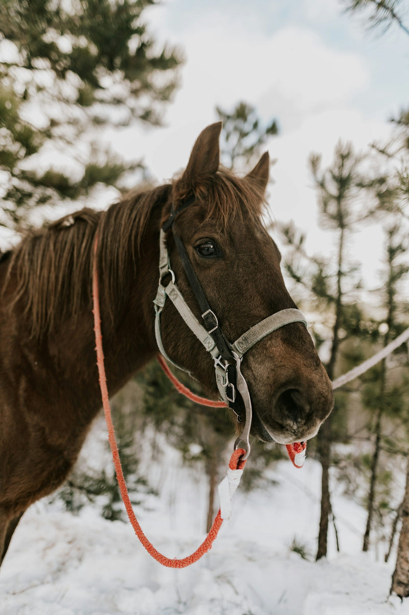 Winter Horse Care 101: Preventing Cracks, Thrush, and Dry Coats