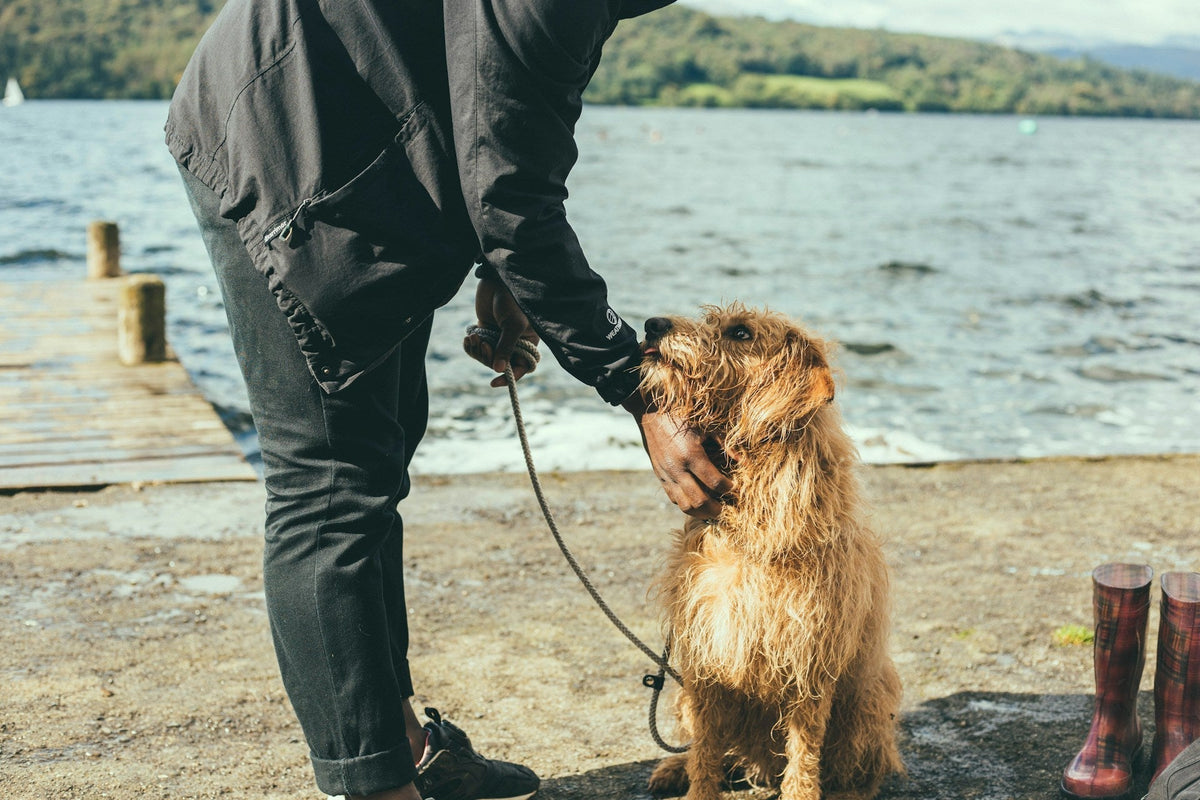 Top Tips for Effective Canine Health Care