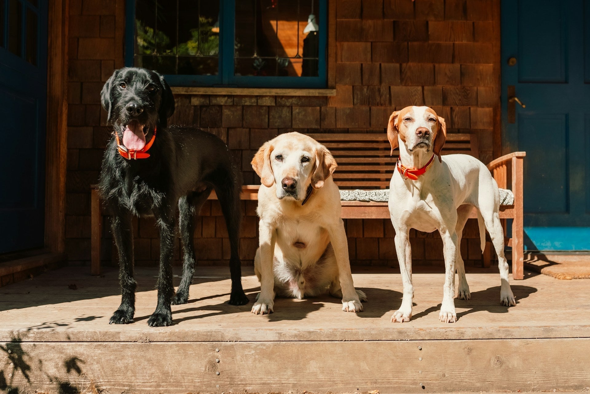 The Best Dog Breeds for Every Lifestyle: Find Your Perfect Match