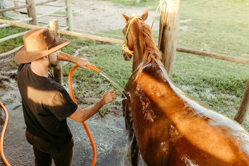 The Best Horse Shampoo for a Shiny, Healthy Coat: Our Top Picks