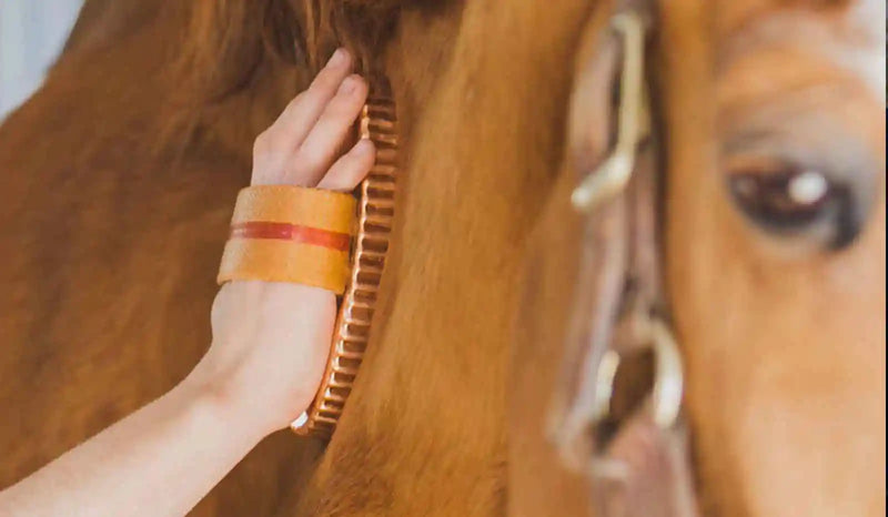 How Copper Protects Horses: The Science Behind Antimicrobial Grooming
