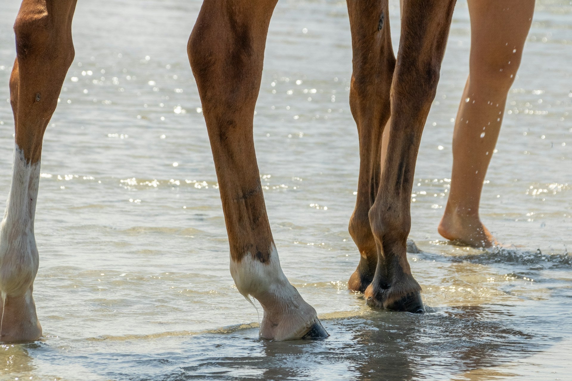 The Essential Guide to Cleaning Horses’ Hooves: Tips and Techniques