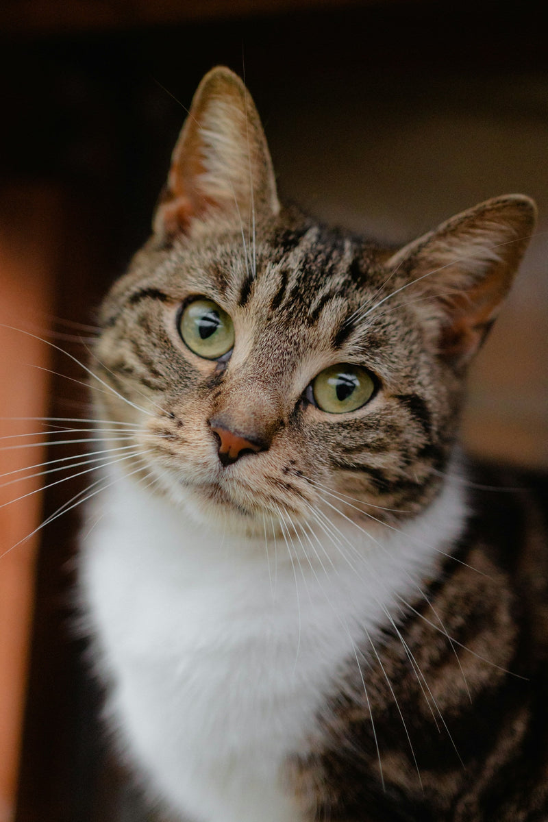 Healing Spray for Cats: Natural Relief for Skin Irritations and Wounds