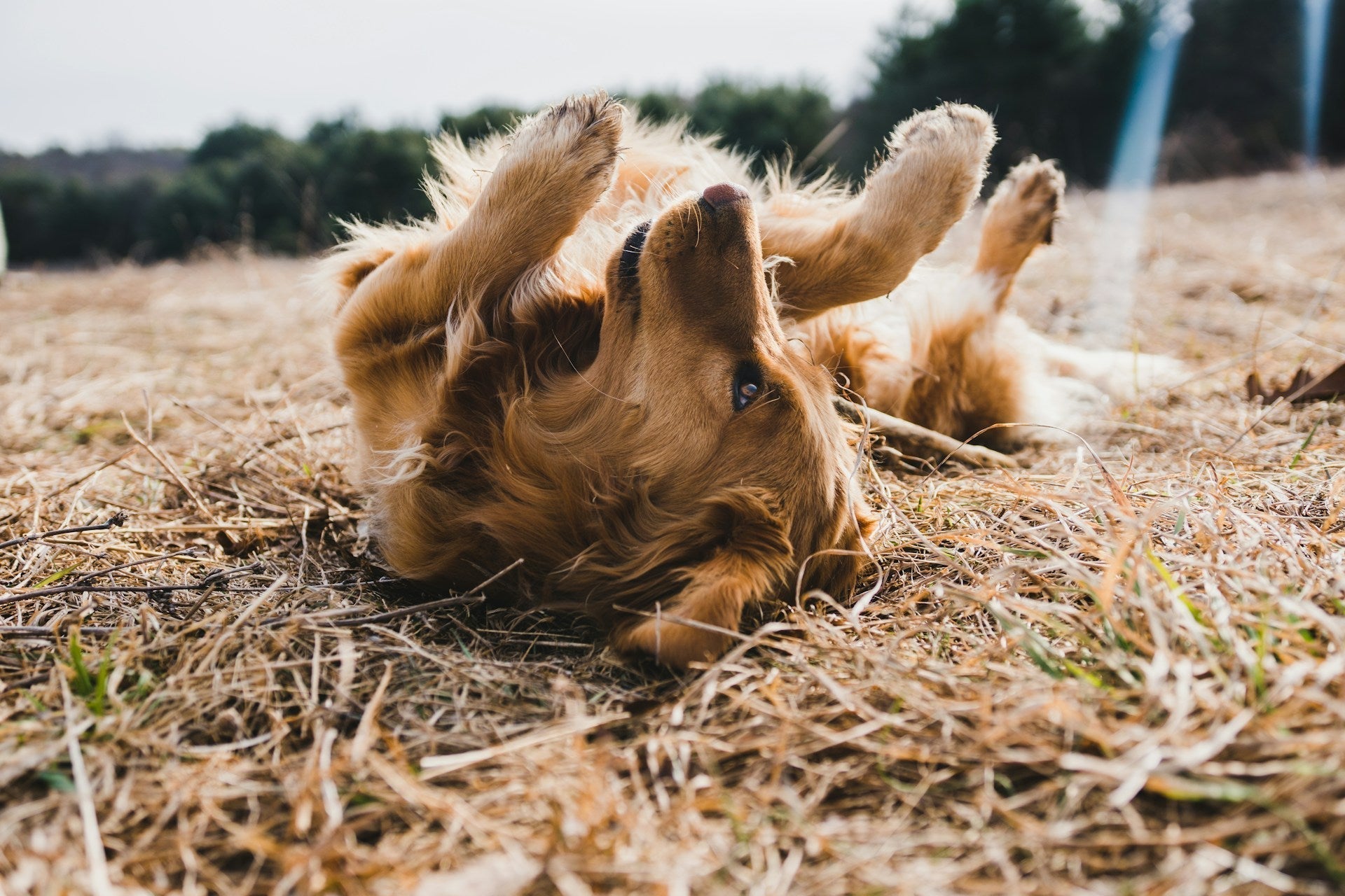 Natural Dog Shampoo for Itchy Skin: Soothe and Heal With Every Bath