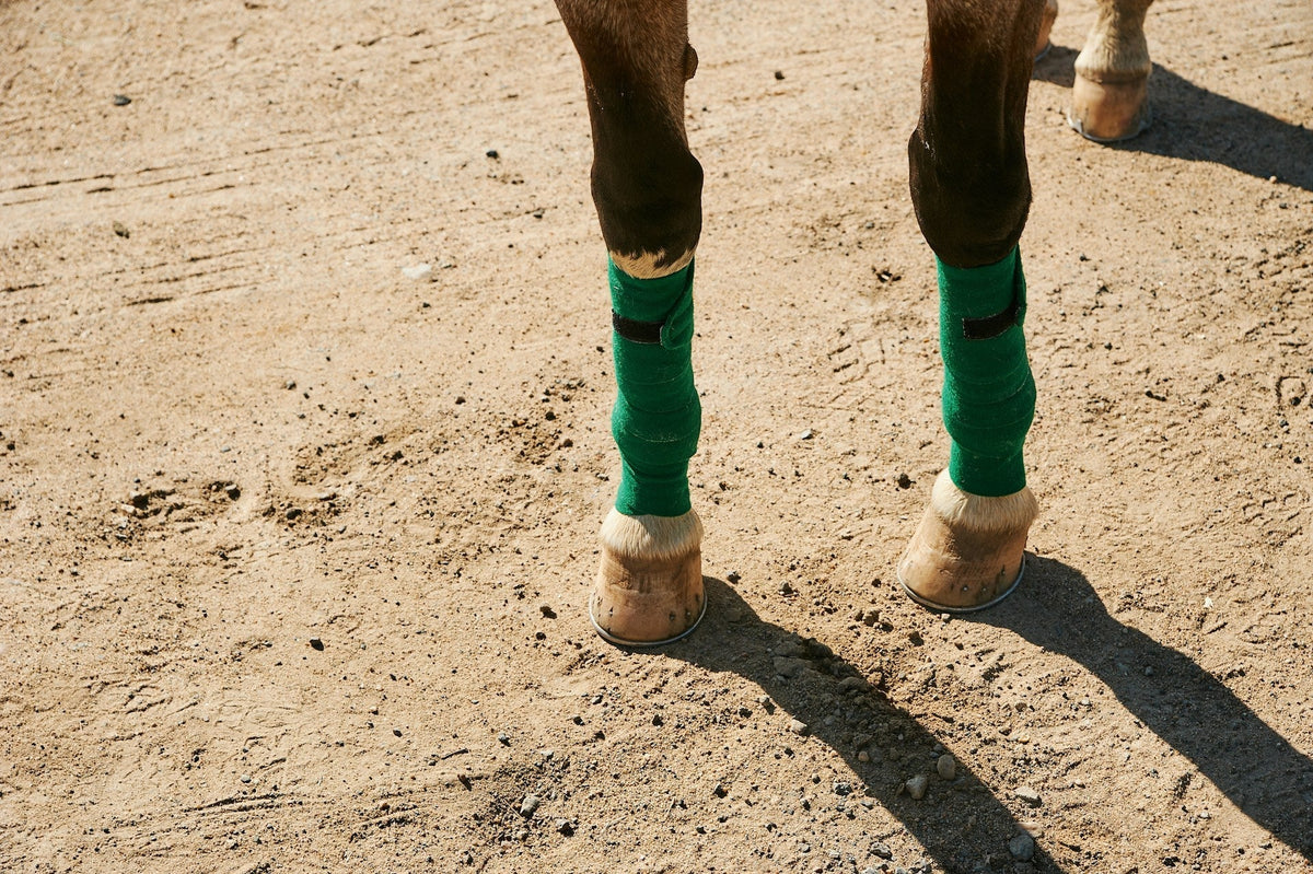 Horse Shoe Maintenance: How Copper Alloy Shoes Support Hoof Wellness