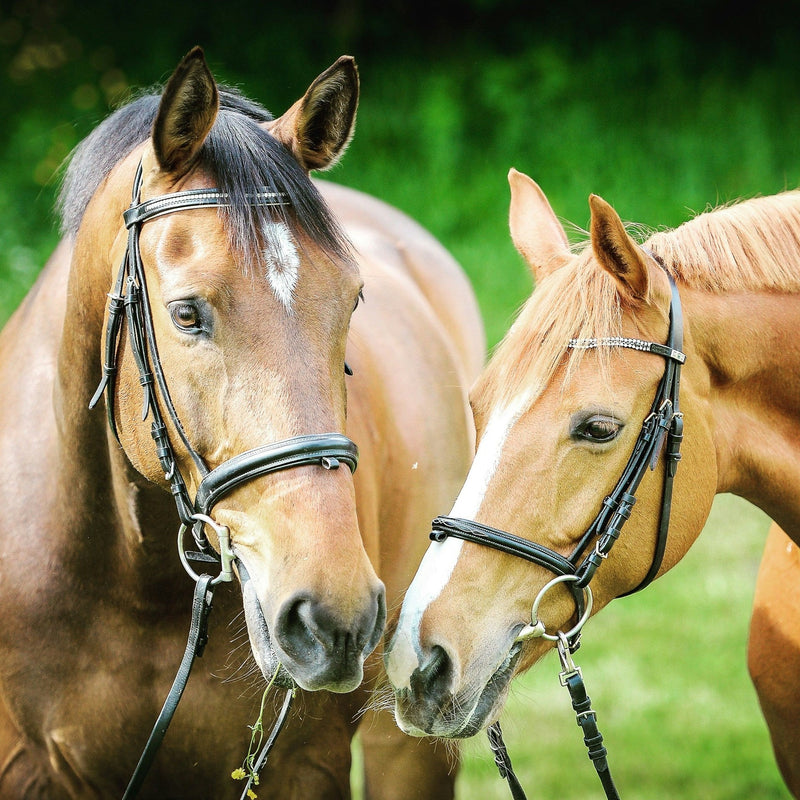 Best Equine Skin Care Products: Natural Solutions for Healthy Horses