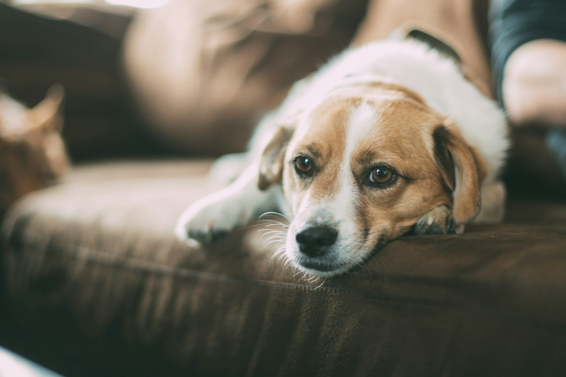 Did you know in 2025, nearly 9 in 10 dogs now struggle with skin allergies and irritation?