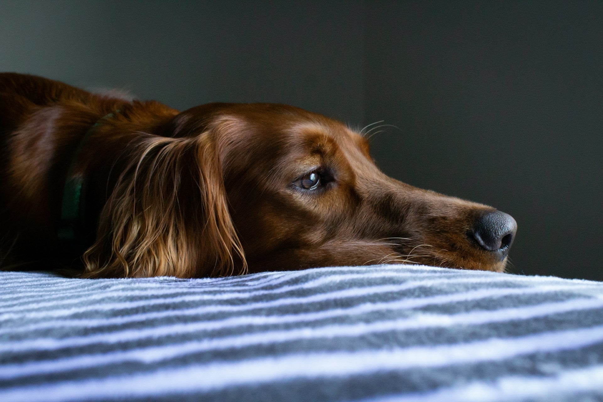 How to Treat a Sick Dog at Home: Essential Tips for Pet Owners