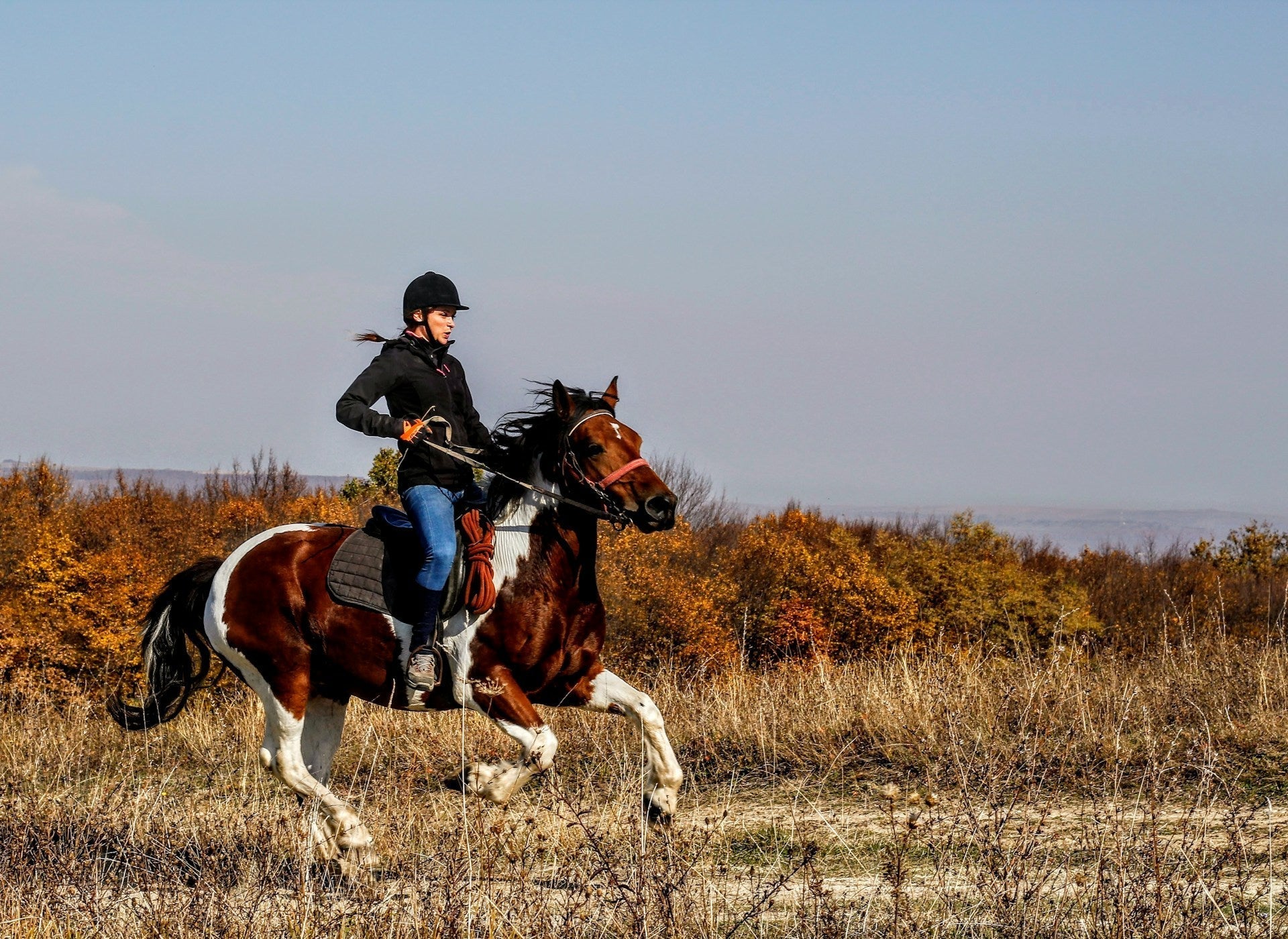 Why Does a Horse Need Shoes? Understanding the Benefits and Drawbacks