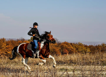 Why Does a Horse Need Shoes? Understanding the Benefits and Drawbacks