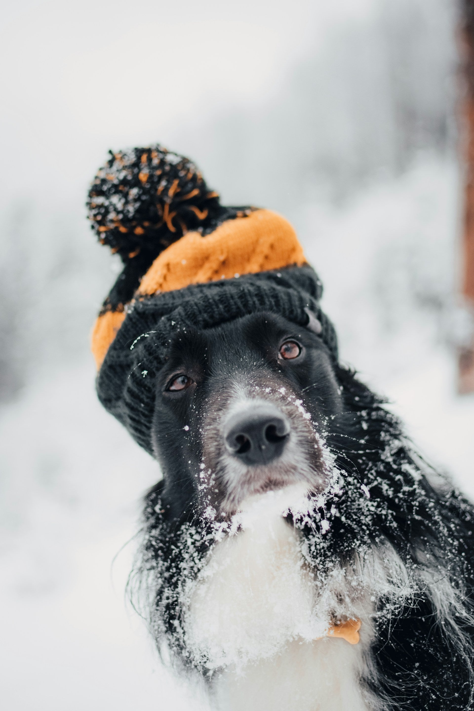 Why Your Dog's Skin Gets Drier in the Winter — and How to Fix It Naturally
