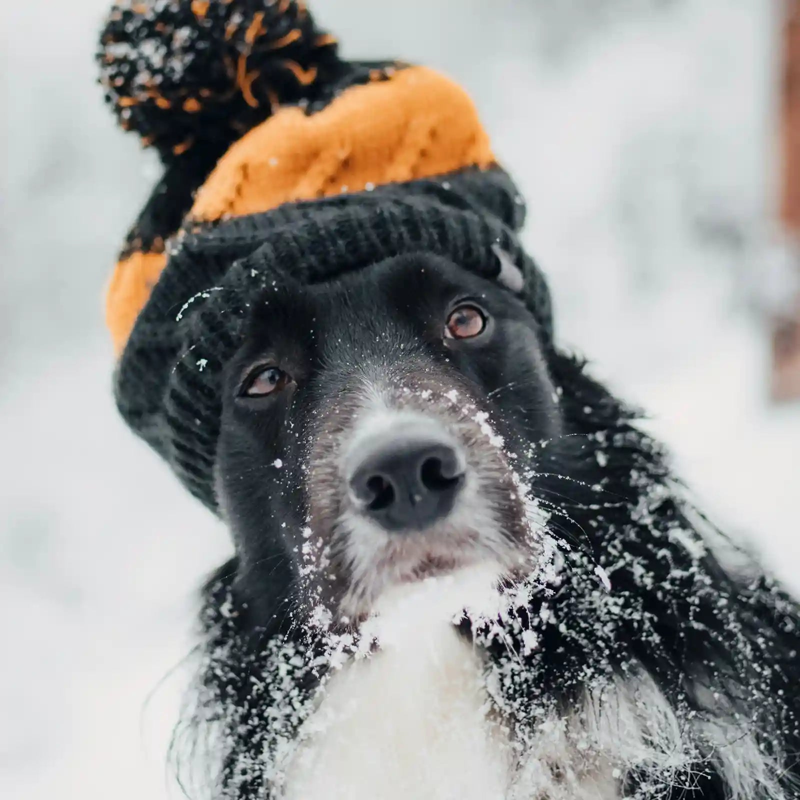 Why Your Dog's Skin Gets Drier in the Winter — and How to Fix It Naturally