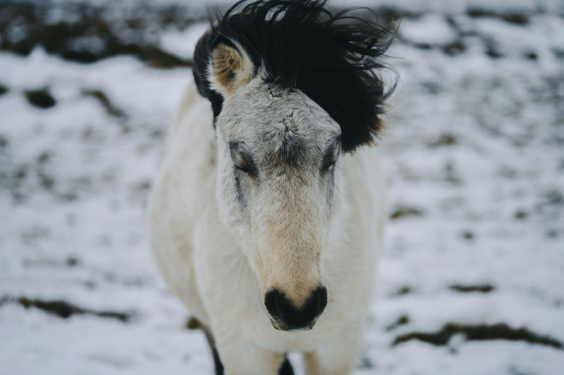 5 Natural Remedies Every Barn Should Have This Winter for Optimal Care