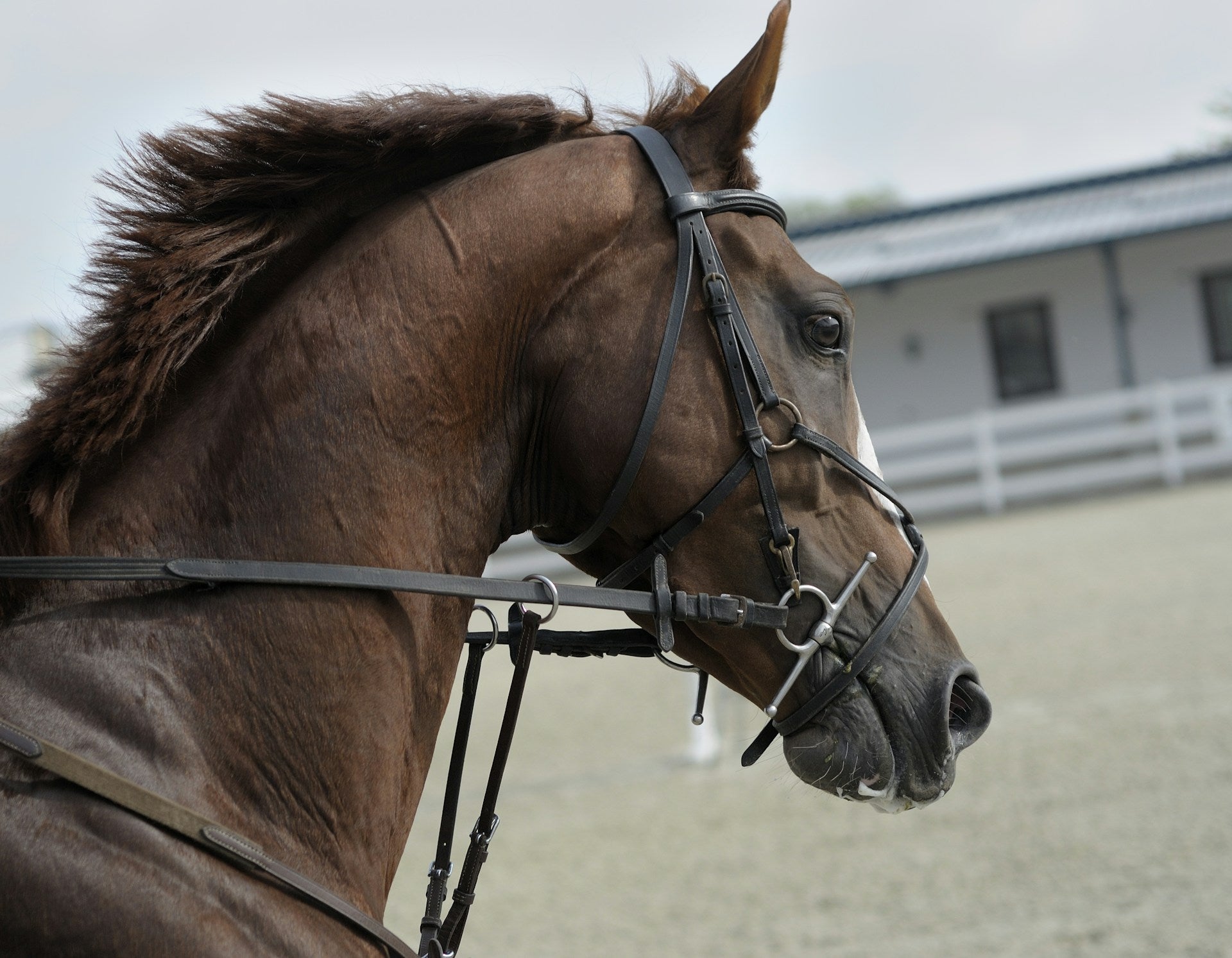 How Old Can Horses Live Understanding Lifespan And Care Factors How old can horses live understanding lifespan and care factors