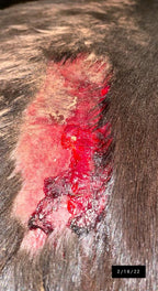 Dragon’s Blood Natural Wound Spray - Horses
