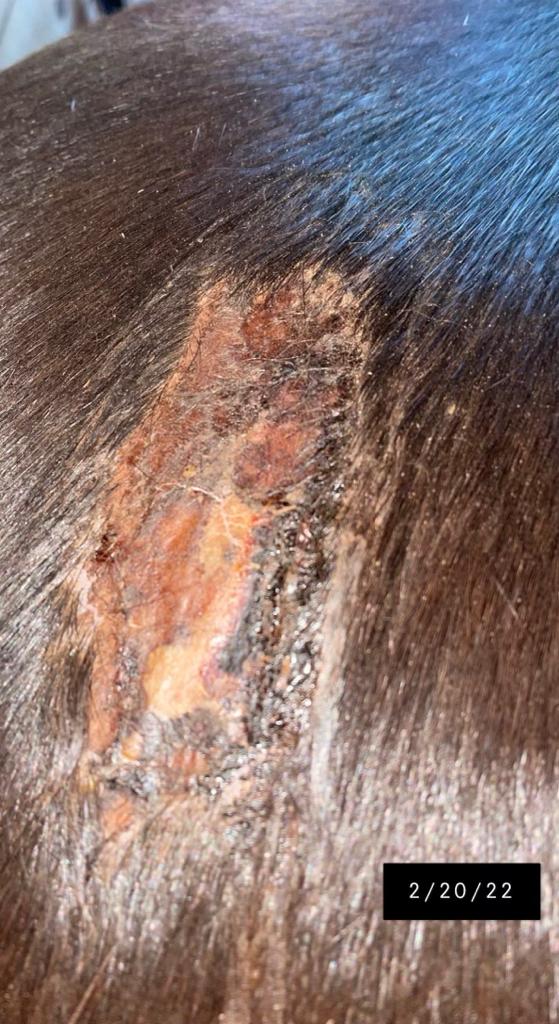 Dragon’s Blood Natural Wound Spray - Horses