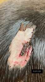 Dragon’s Blood Natural Wound Spray - Horses
