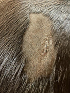 Dragon’s Blood Natural Wound Spray - Horses