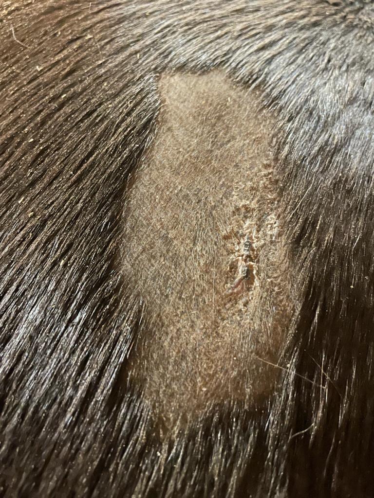 Dragon’s Blood Natural Wound Spray - Horses