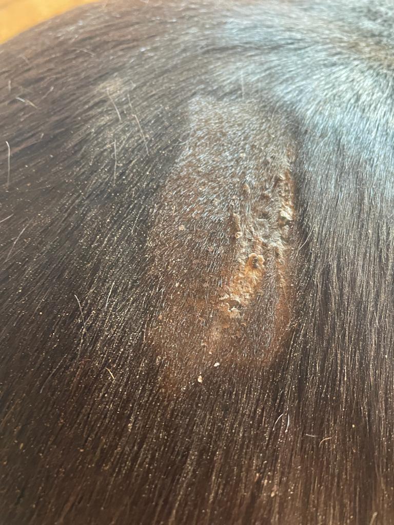 Dragon’s Blood Natural Wound Spray - Horses
