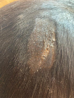 Dragon’s Blood Natural Wound Spray - Horses