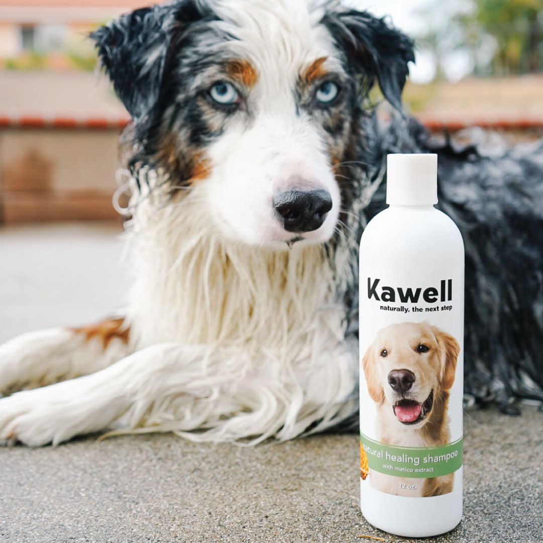 Matico Natural Healing Pet Shampoo - Kawell USA