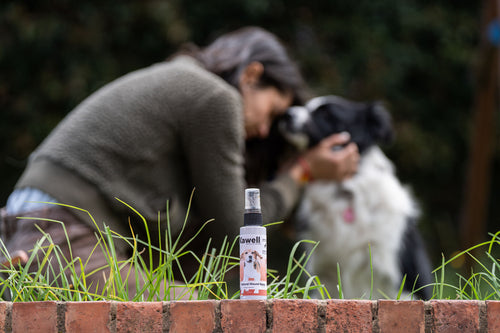 Dragon’s Blood Natural Wound Spray – Dogs