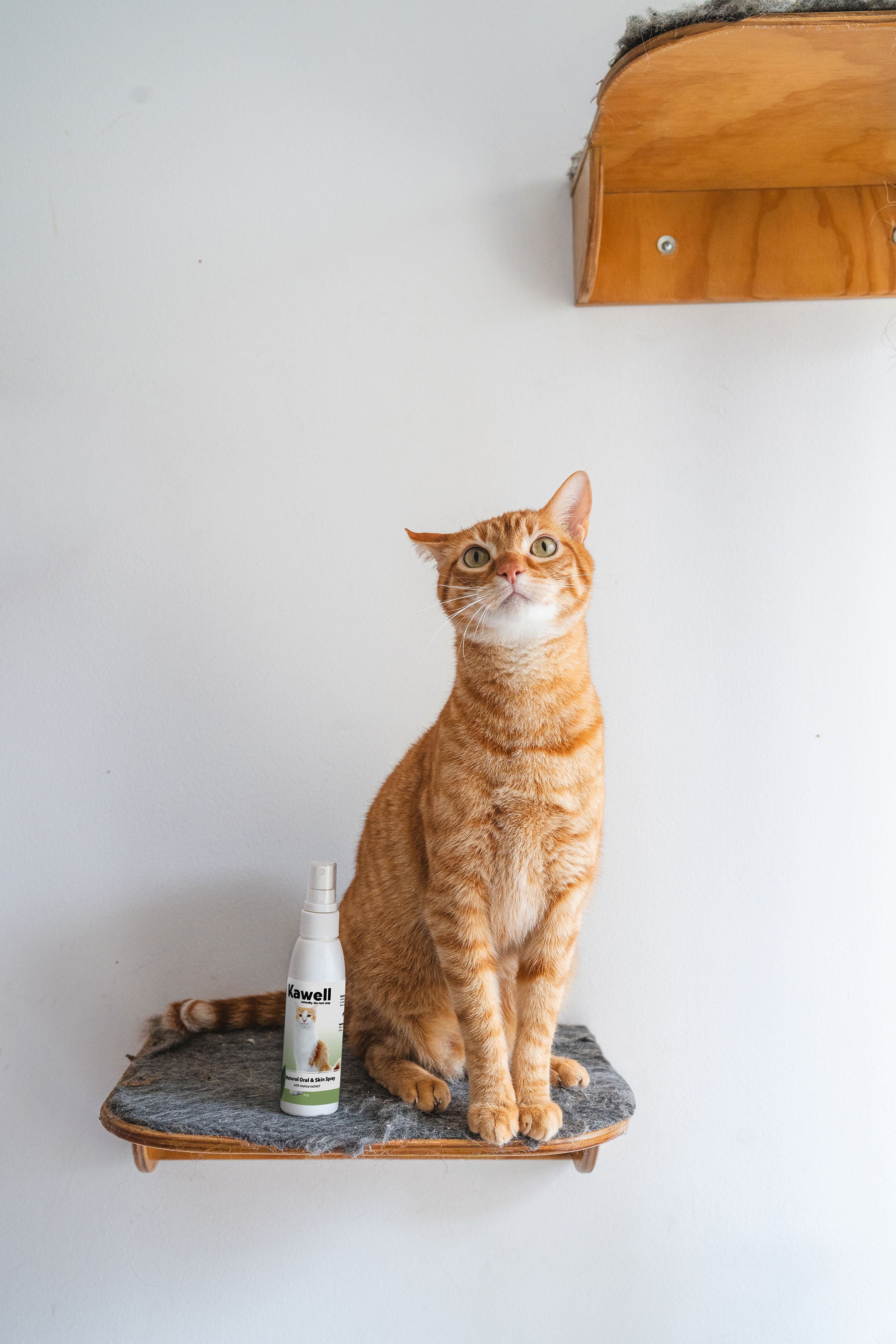 Matico Natural Skin Spray for Cats