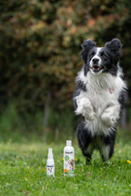 Matico Natural Skin Spray for Dogs