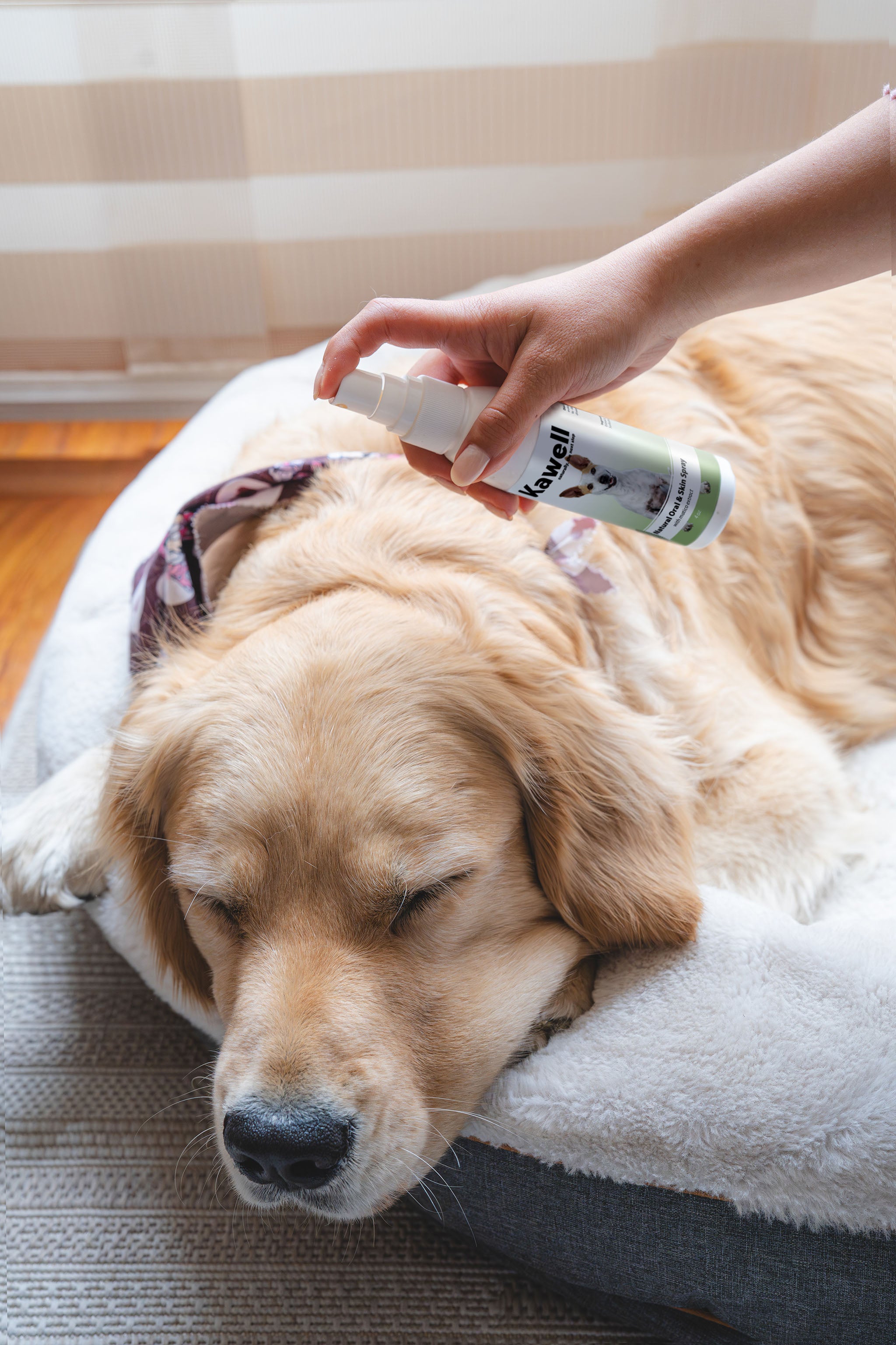 Matico Natural Skin Spray for Dogs
