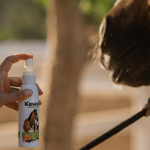 Matico Natural Healing Spray - hoverImage