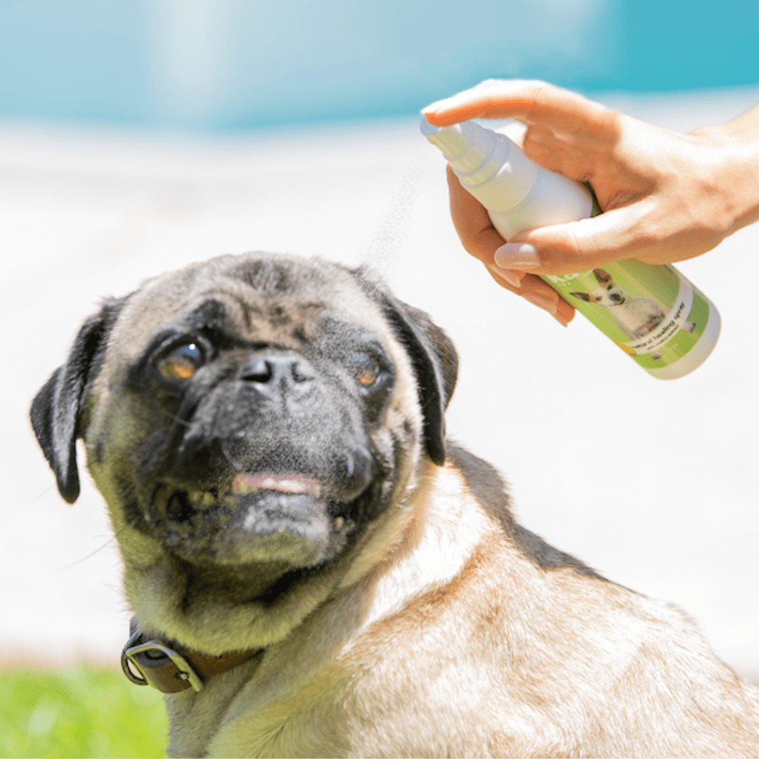 Matico Natural Healing Spray for Dogs | Kawell USA